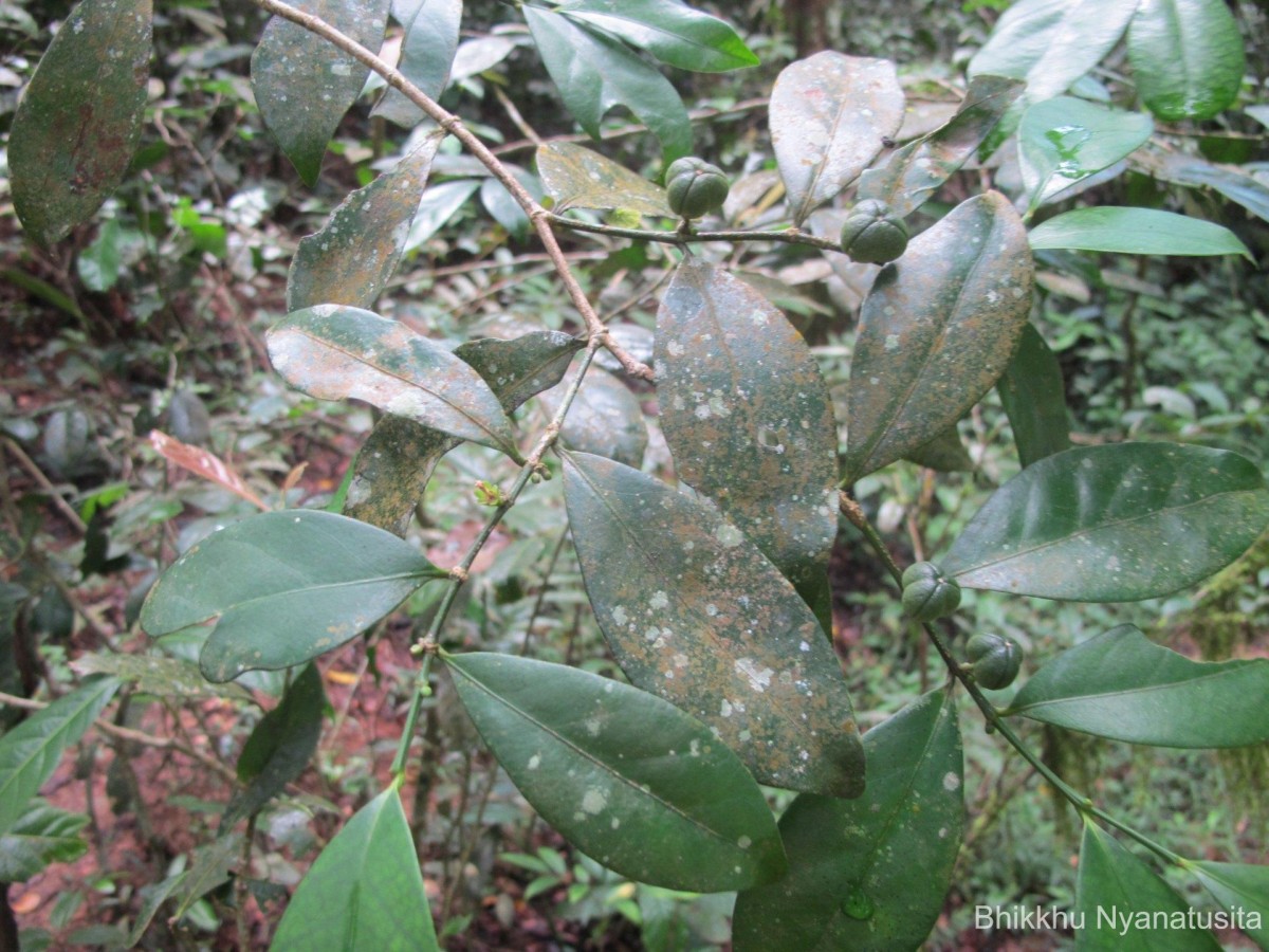 Suregada lanceolata (Willd.) Kuntze